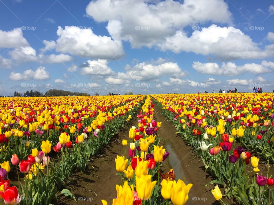 Rows Of Tulips. Rows of colorful tulips and a beautiful sky