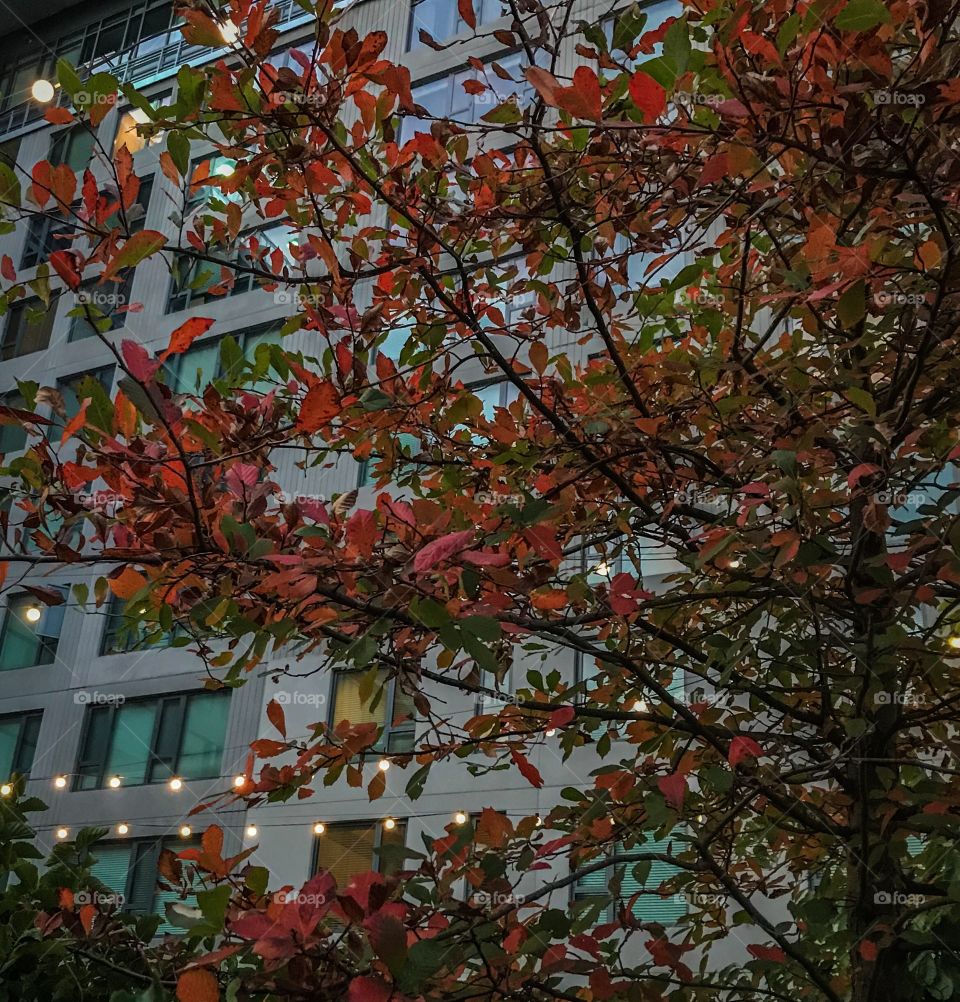 Fall leaves 