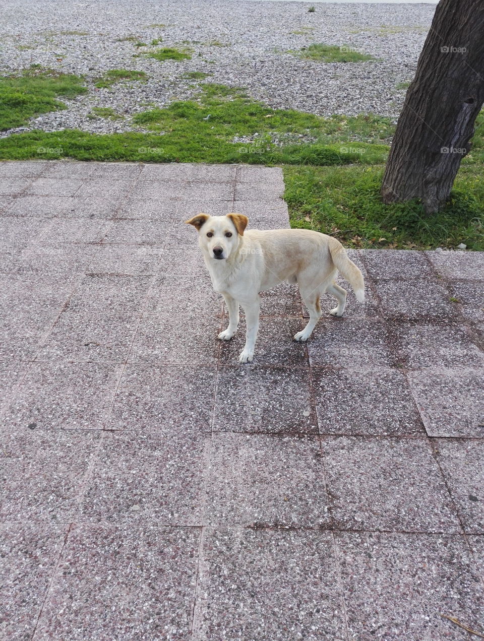 homeless white dog on the beach in front of a tree