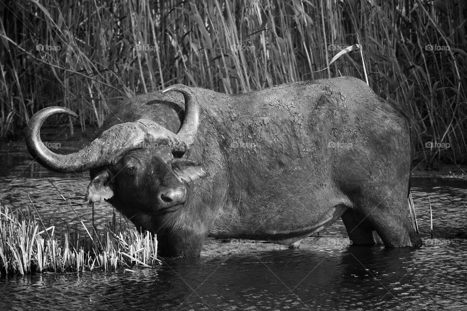 Buffelo grazing in waterhole.