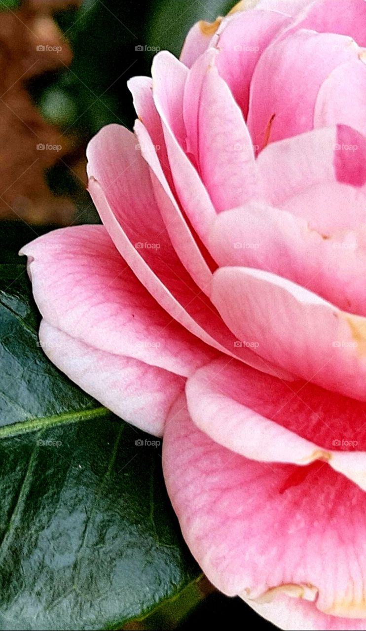 close up pink flower