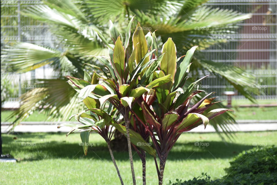 Codiaeum Variegatum