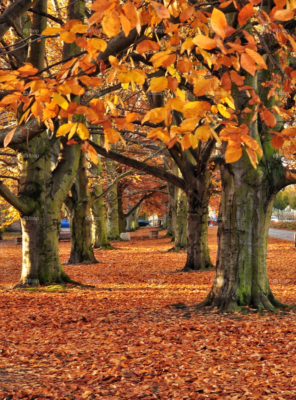 Autumn park in Gdynia, Poland