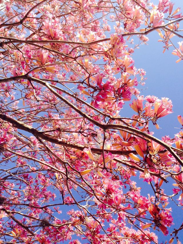 Blooming