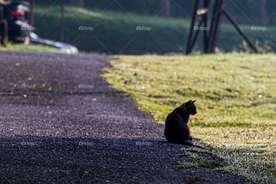 A cat is sitting while looking by the roadside in a slightly cold morning