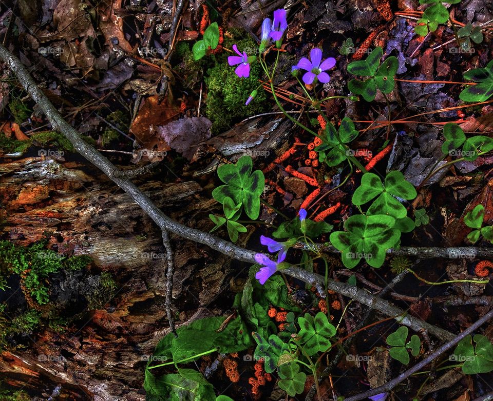 Flowers and Clover