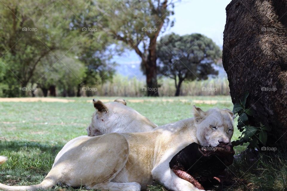 White Lioness eating