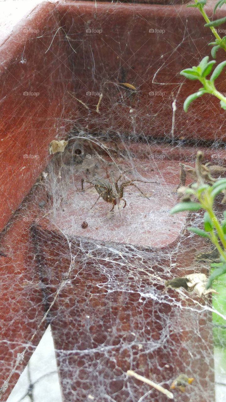 Small spider in it's web