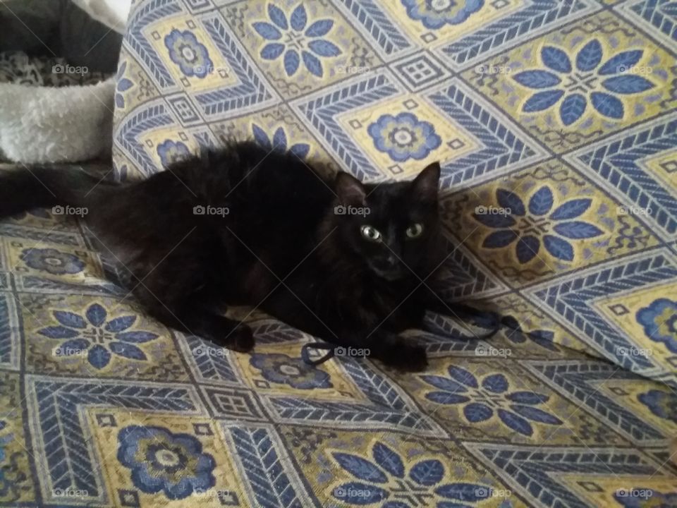Cat black