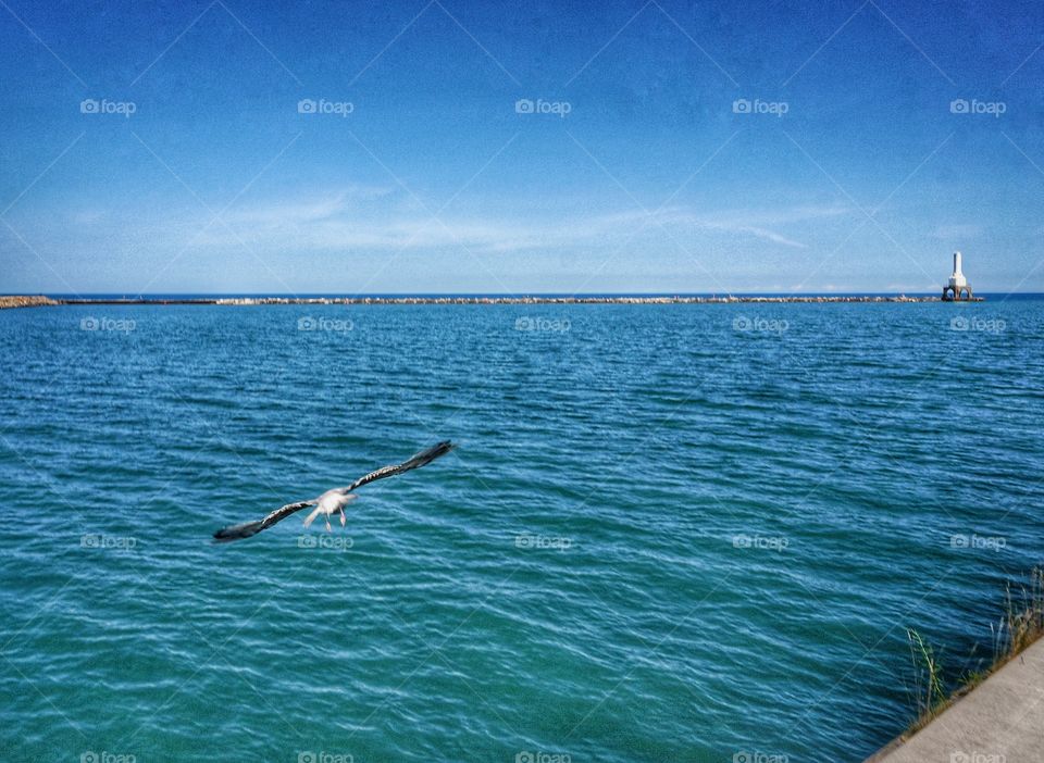 Seagull in Summer. In Flight