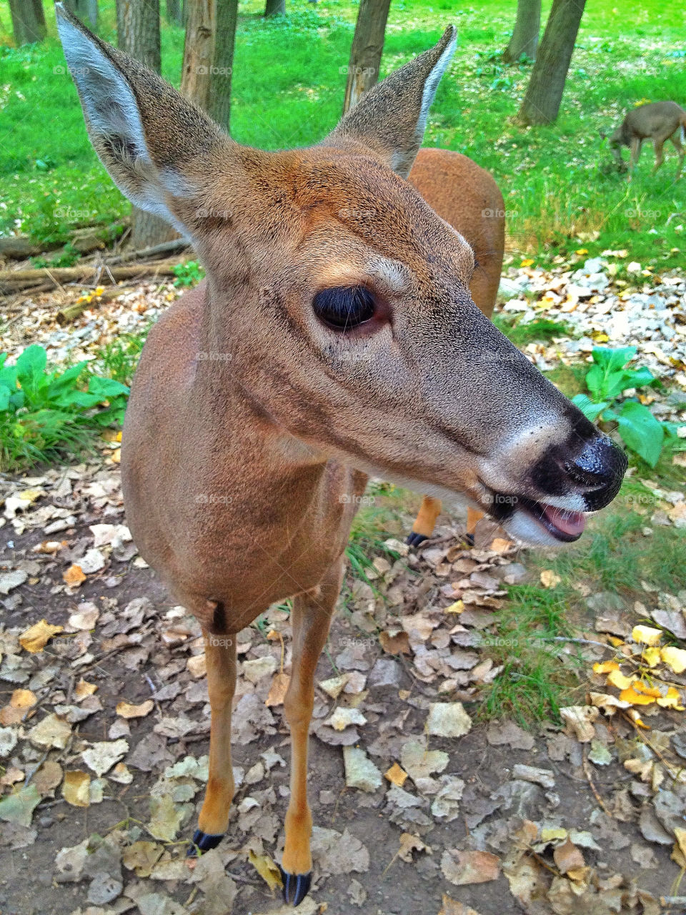 green field yellow pretty by somebeach