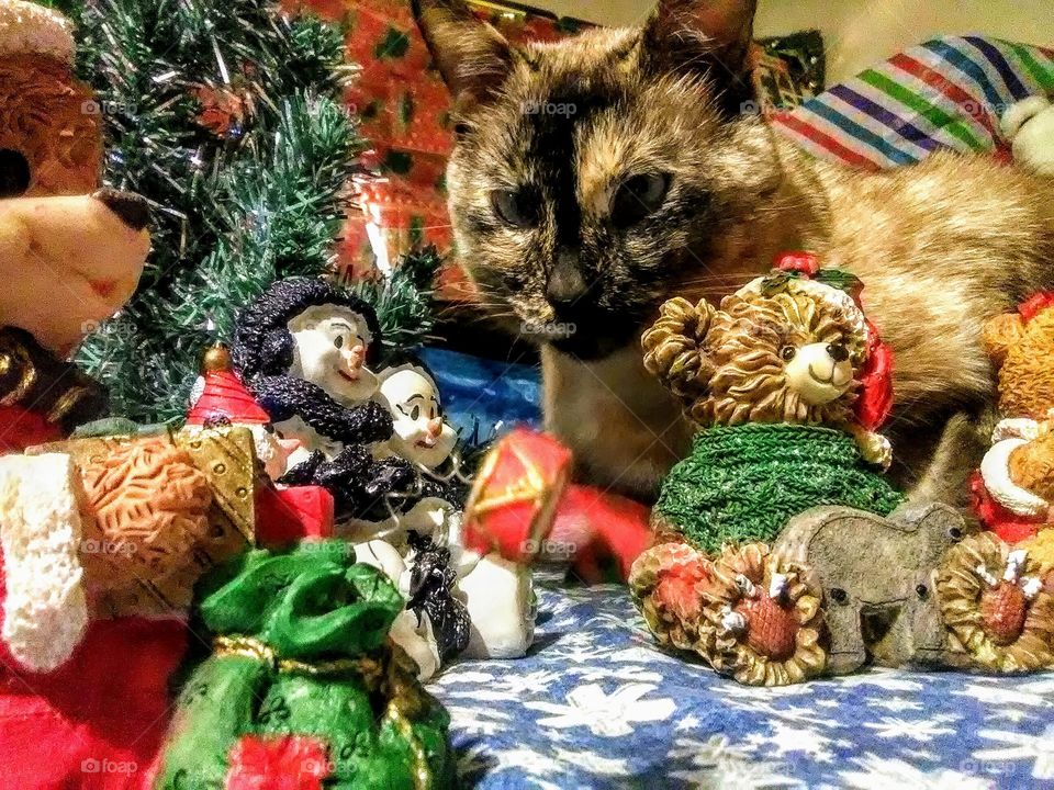 a cat's Christmas