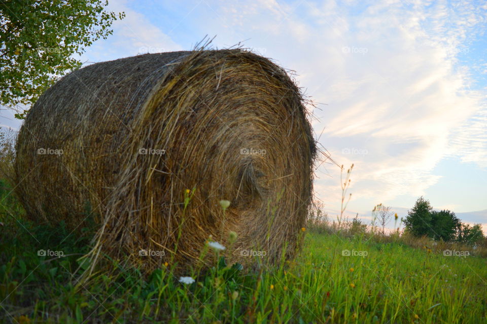 agriculture