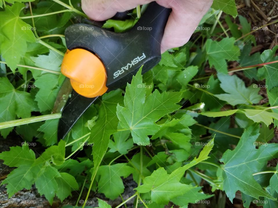 Pruning Maple Suckers