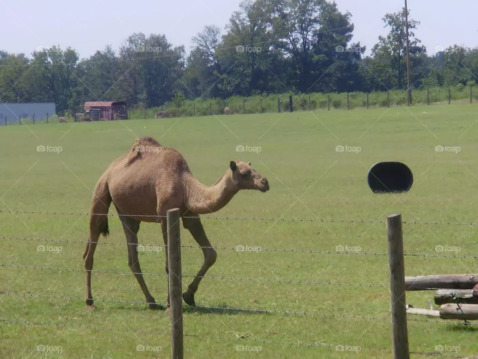 A animal to see 