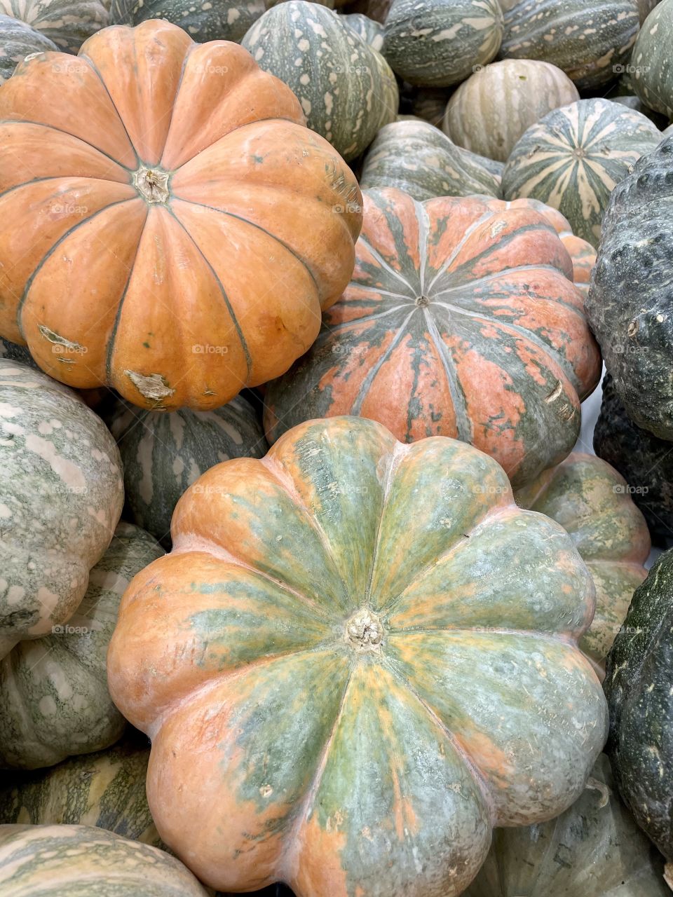 In the preparations for Halloween, pumpkin ready to be decorated