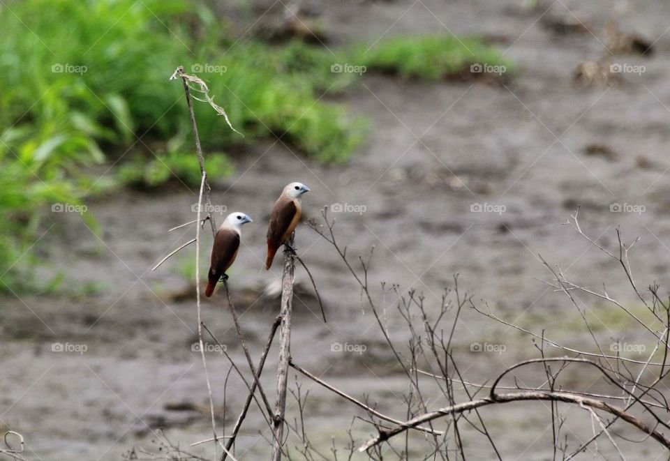 Pair of pale headed munia. Corner site of them after the large number munia's gathering finished. Two bird still for flyng surround and captured when take in to perch at dryng brush.