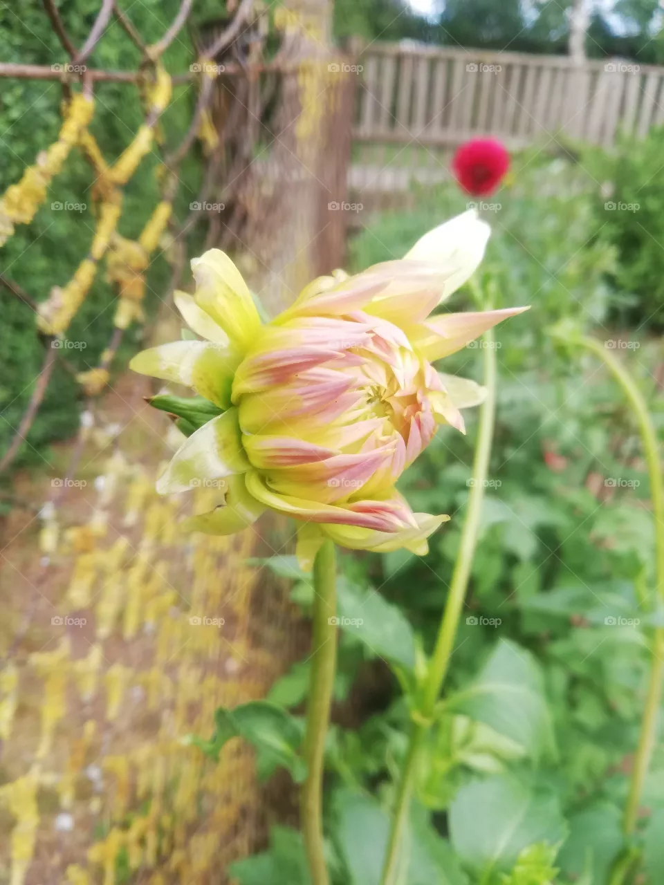 Blumen