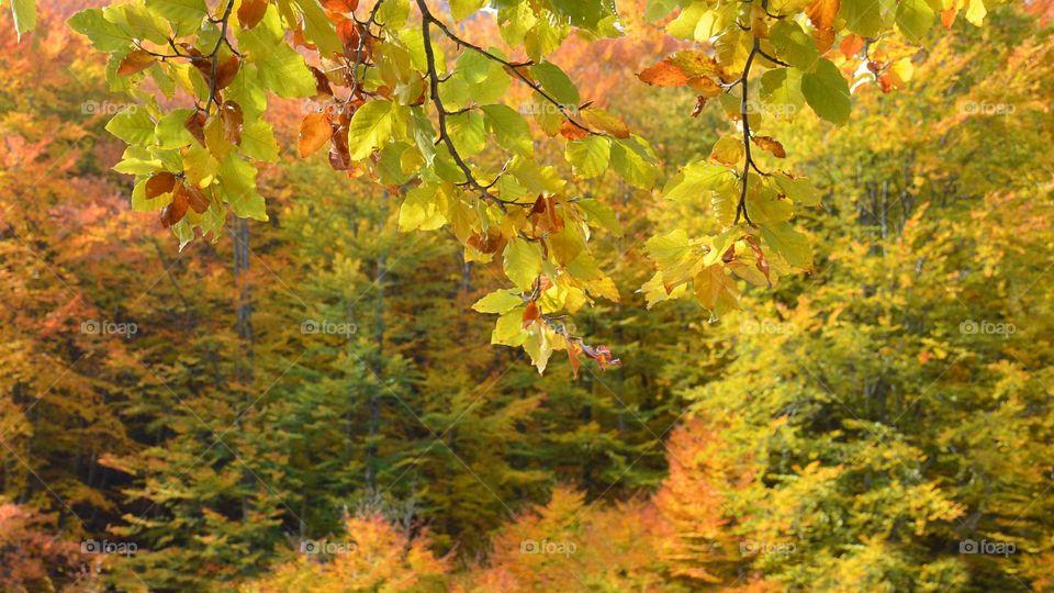 Autumn Landscape, Rhodopes Mountain, Bulgaria