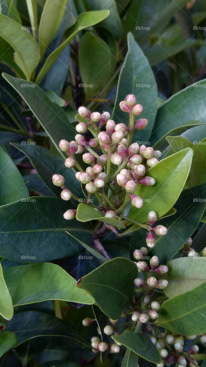 Bud's and flowers