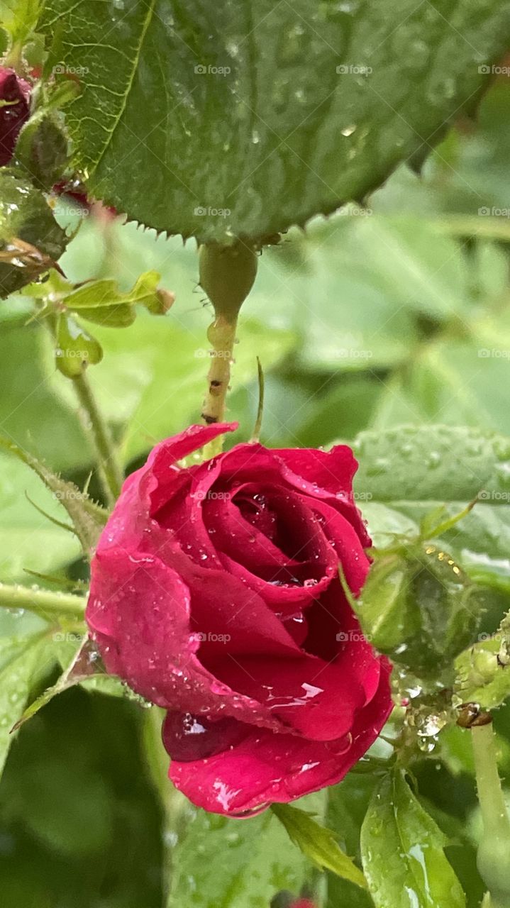 red rose after rain