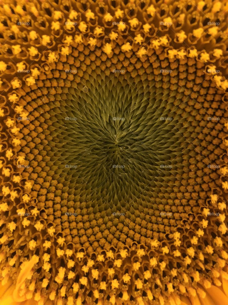 Sunflower pattern 