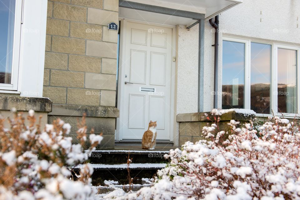 Cat waiting in the snow