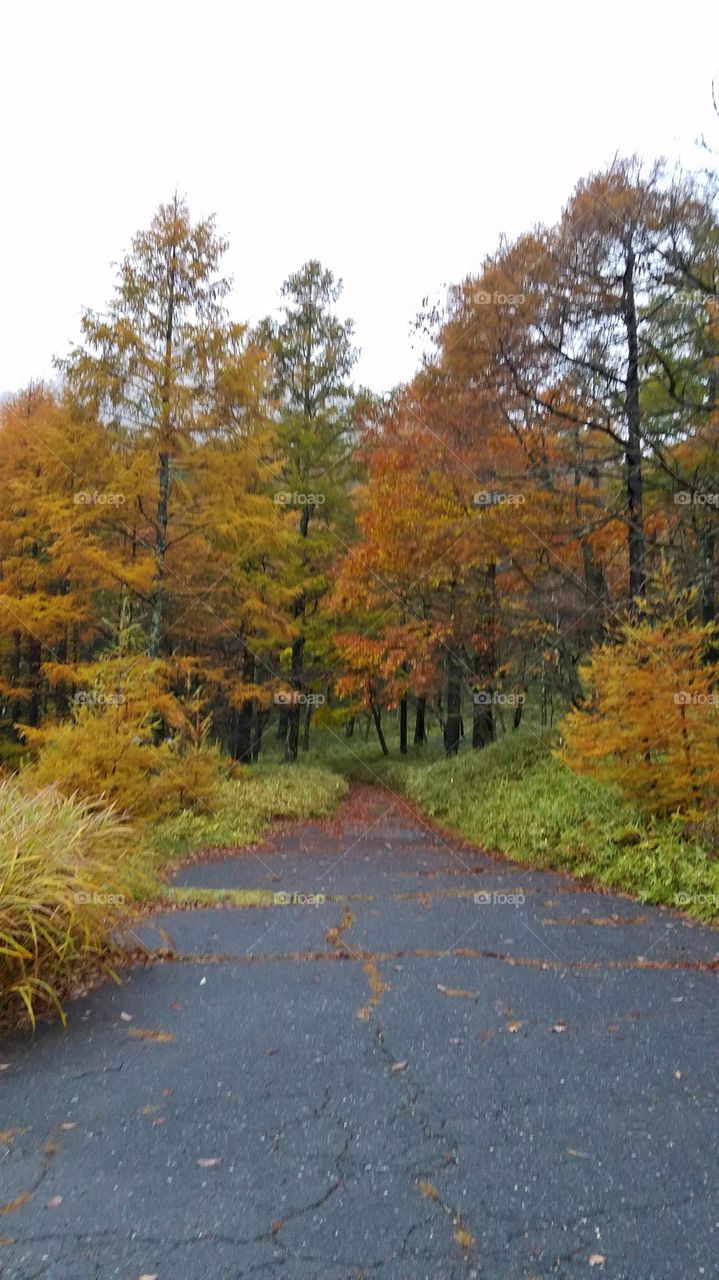 Autumn windy  roads