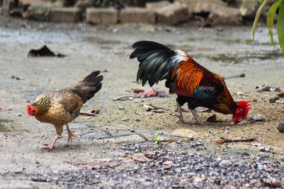 Two chickens, a hen and a rooster