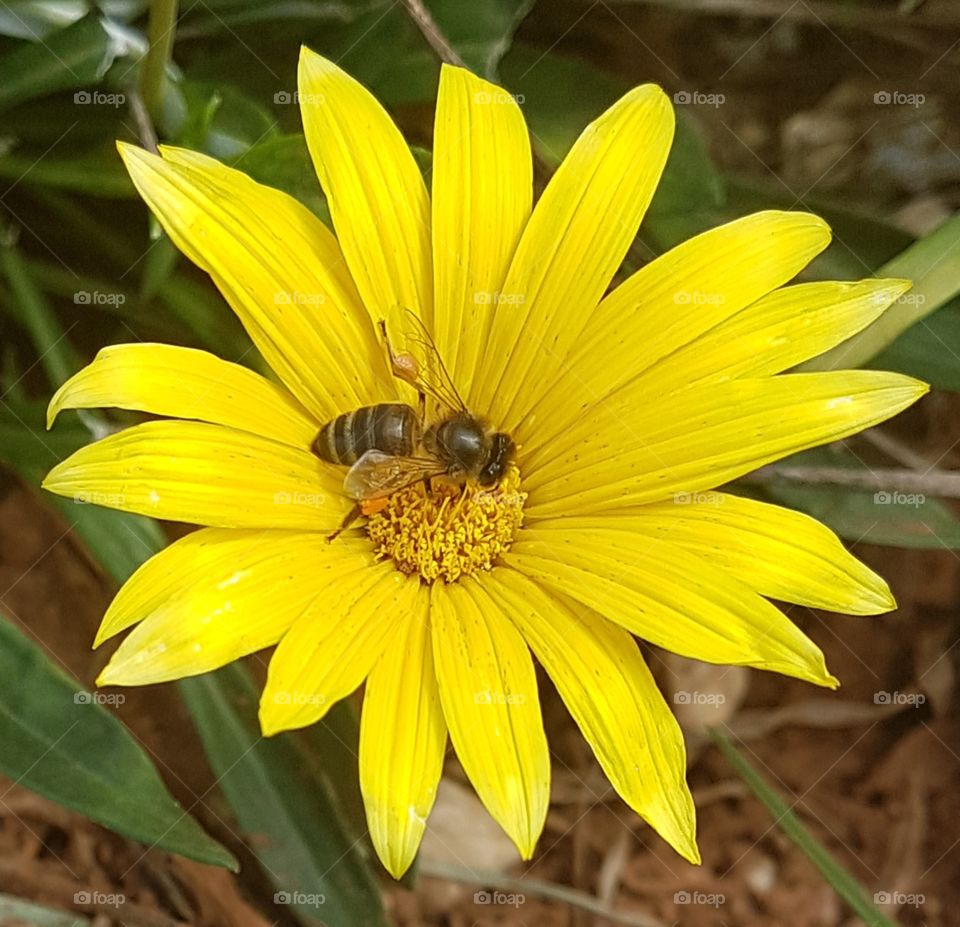 bees flower yellow great amazing beach