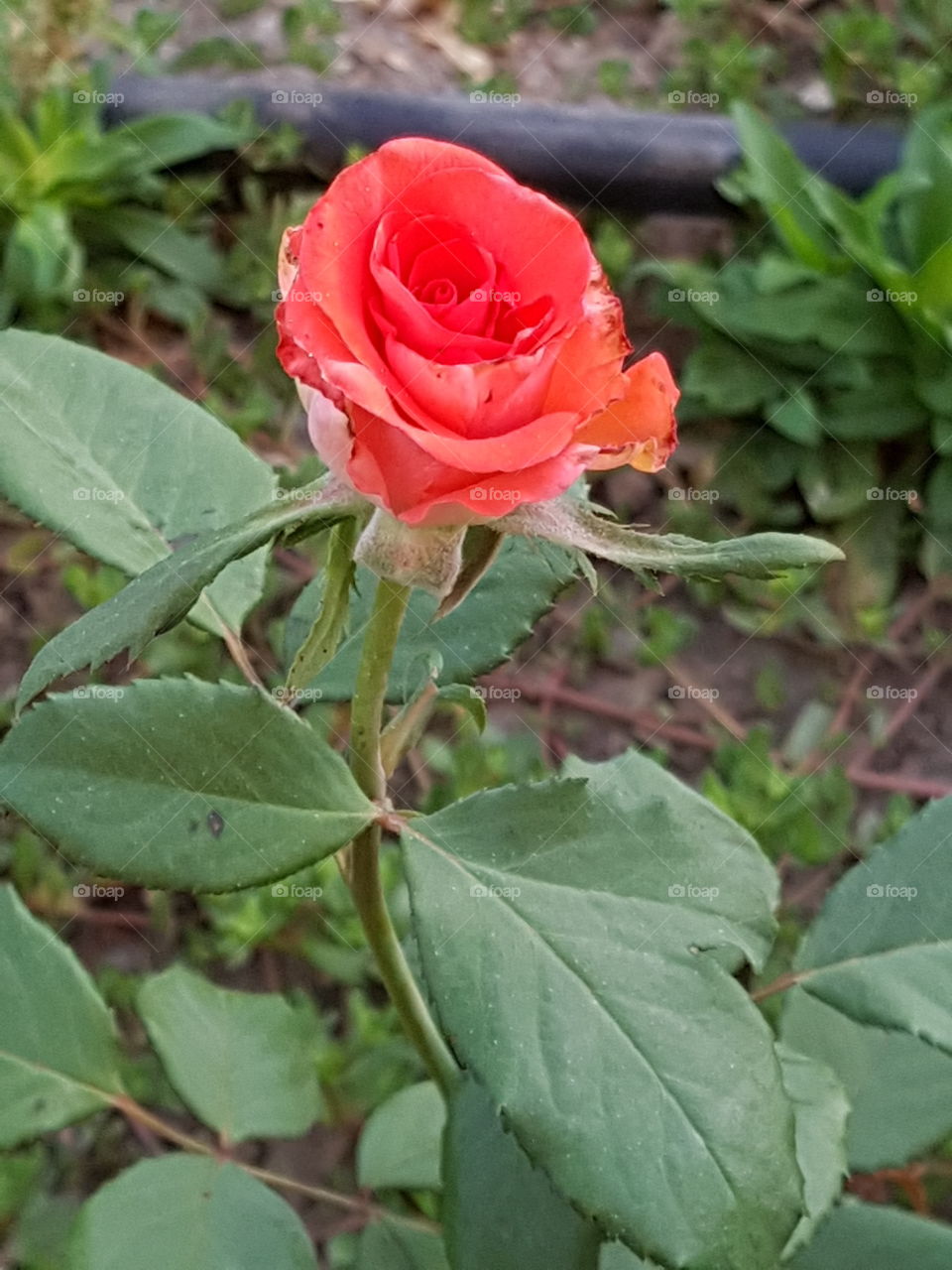 Real rose