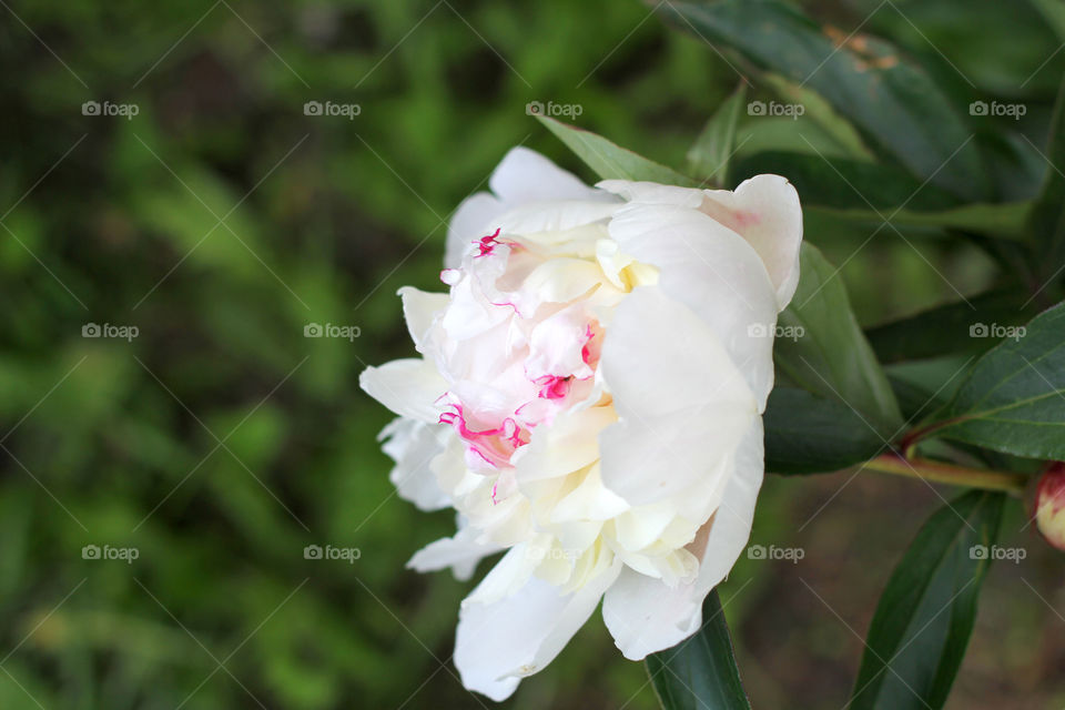 Peony, peonies, roses, pink, red, white, flowers, bouquet, summer, sun, nature. Landscape, still-life, village, flowerbed, plant, vegetation, grass, decor, fluffy, fluffy flowers, bulk flowers, plush flowers, petals, buds, leaves