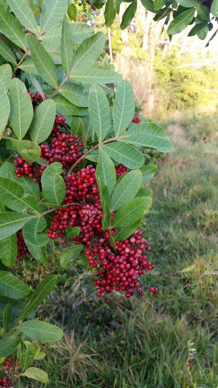 red berries. hiking