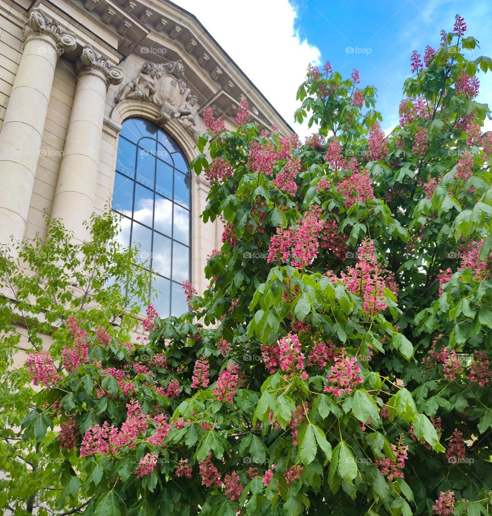 Chestnut bloom in pink