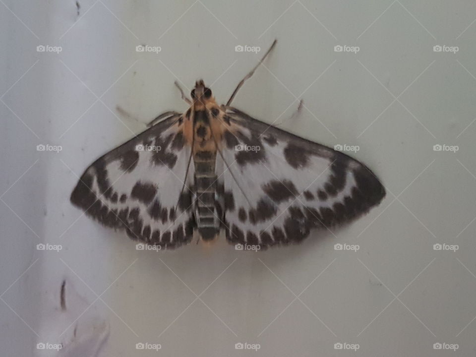 moth on wall