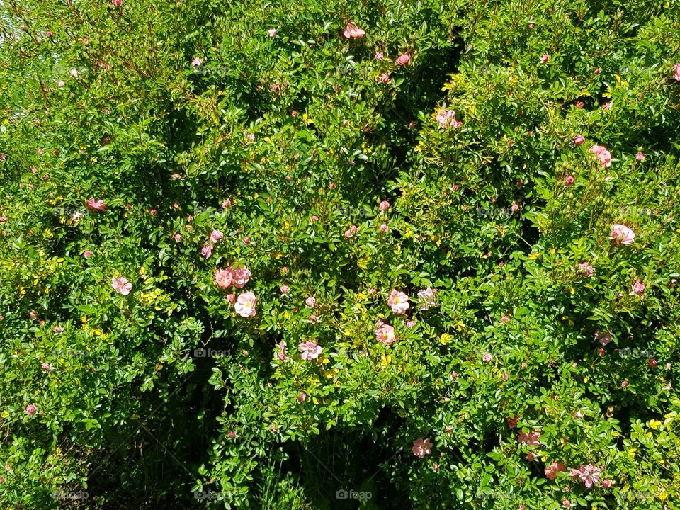 beautiful nature around us