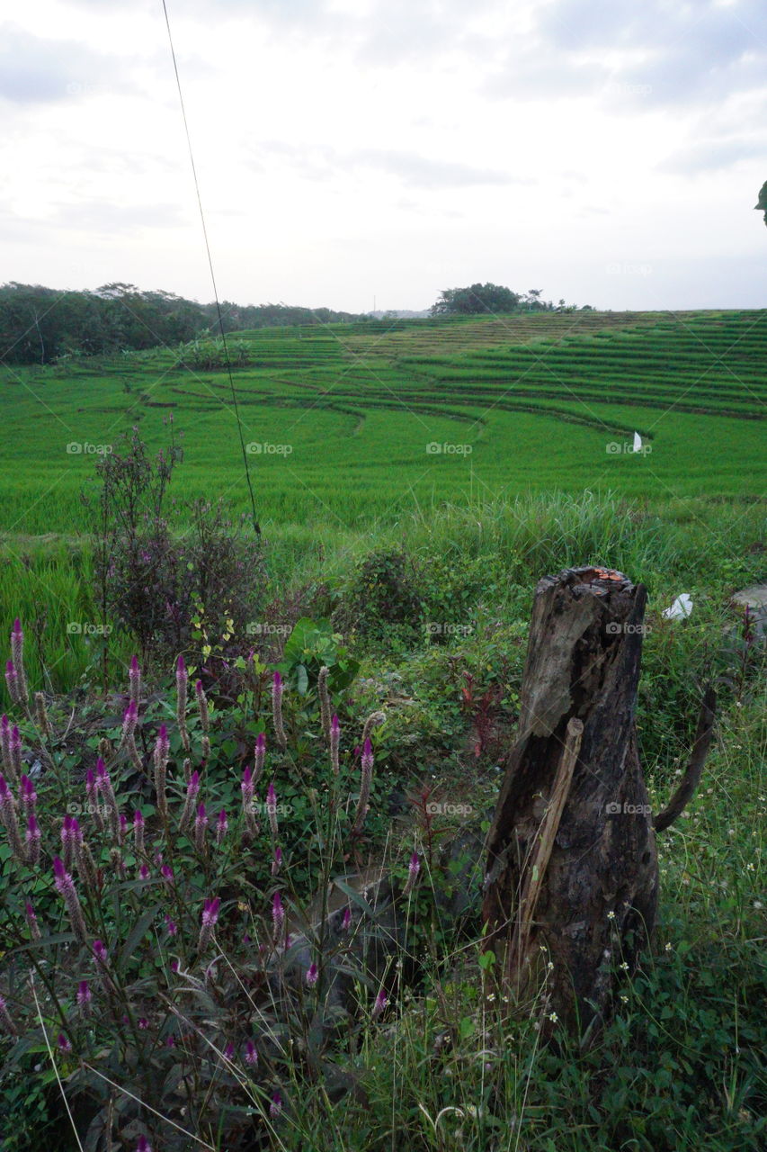 rice field terrace