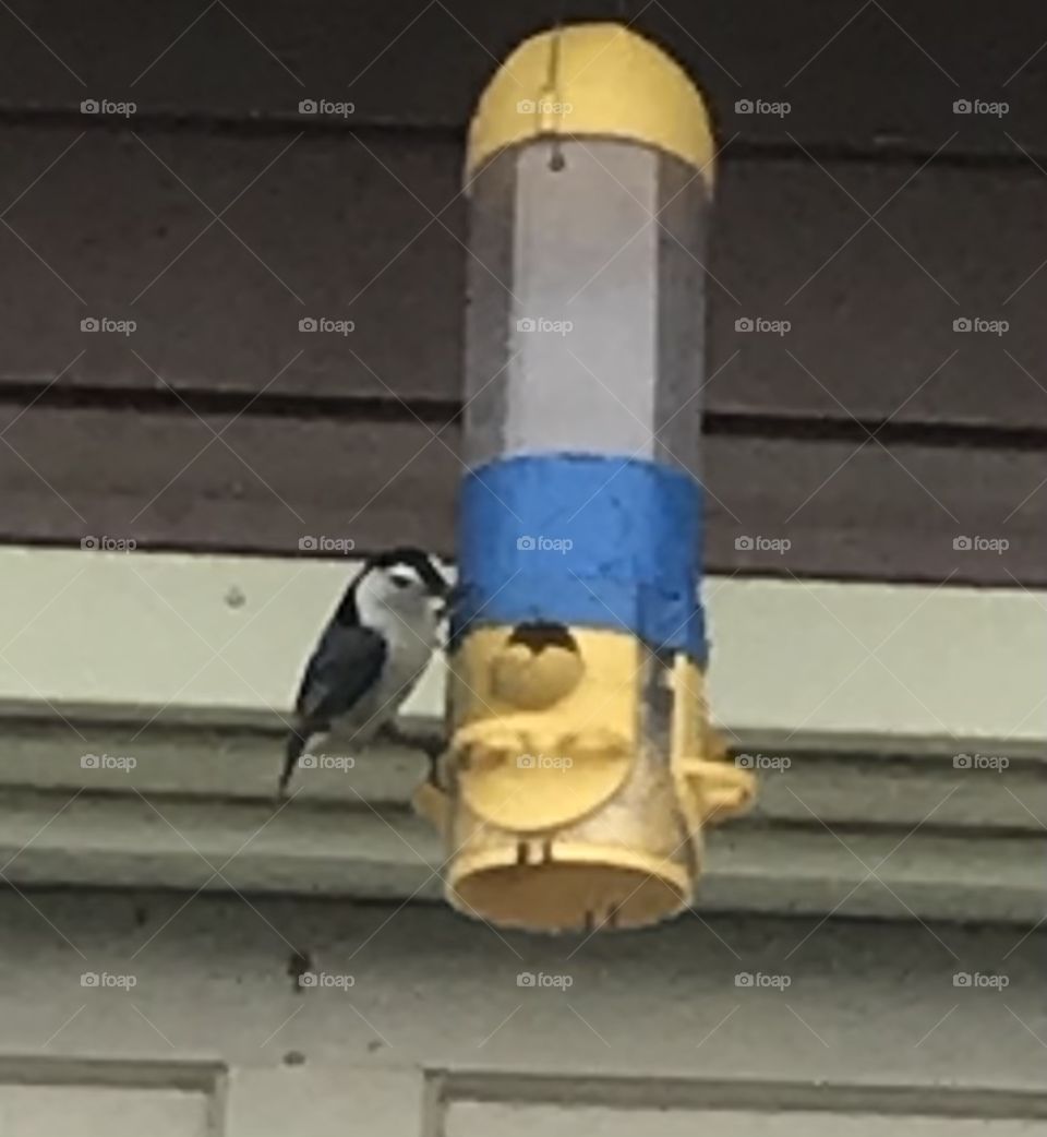 White breasted nuthatch 