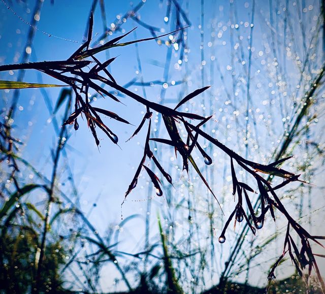 Misty grass 