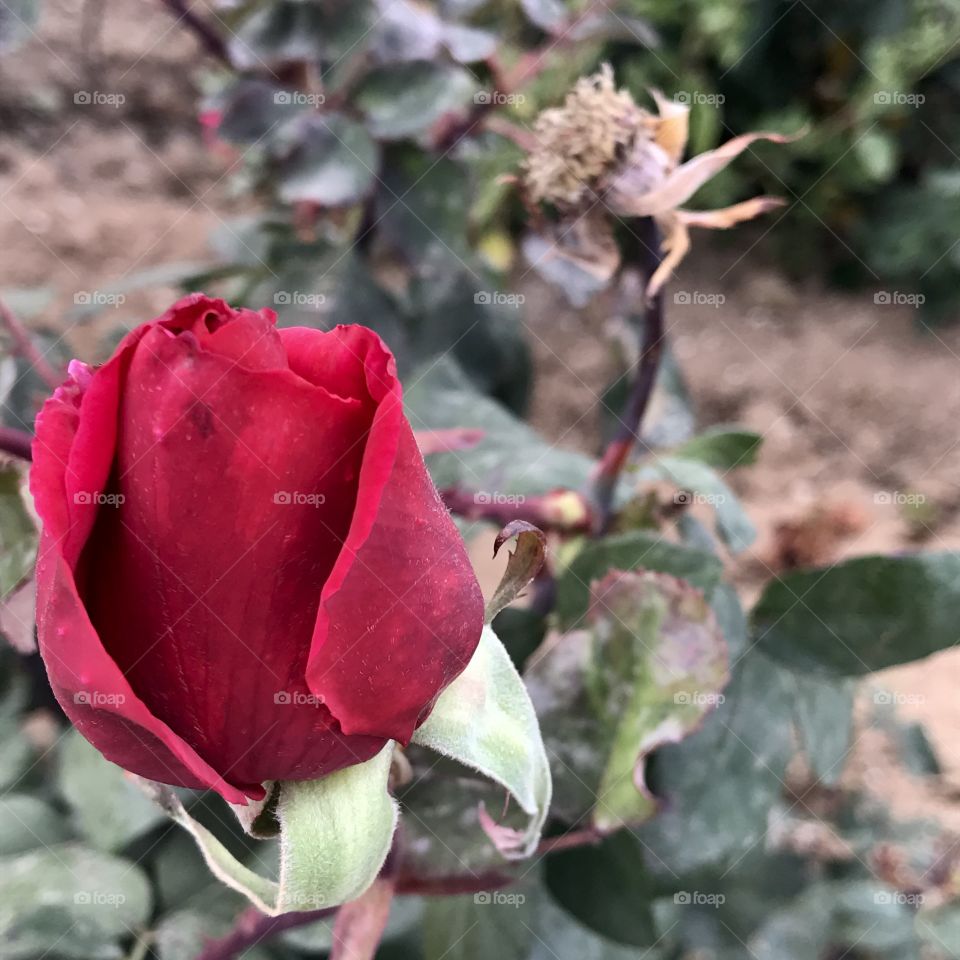 Red Rose bud