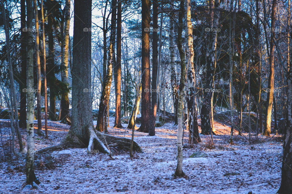 Morning light in frosty wood