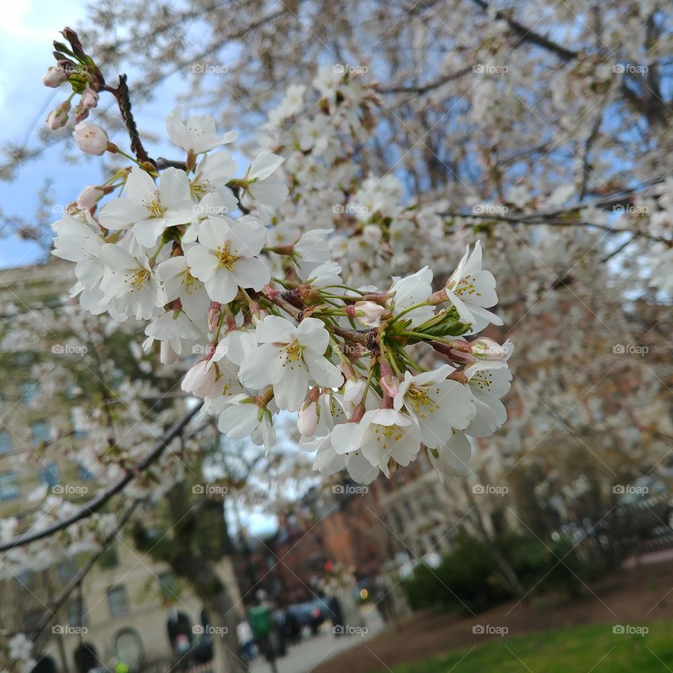 flowers in the public gardens