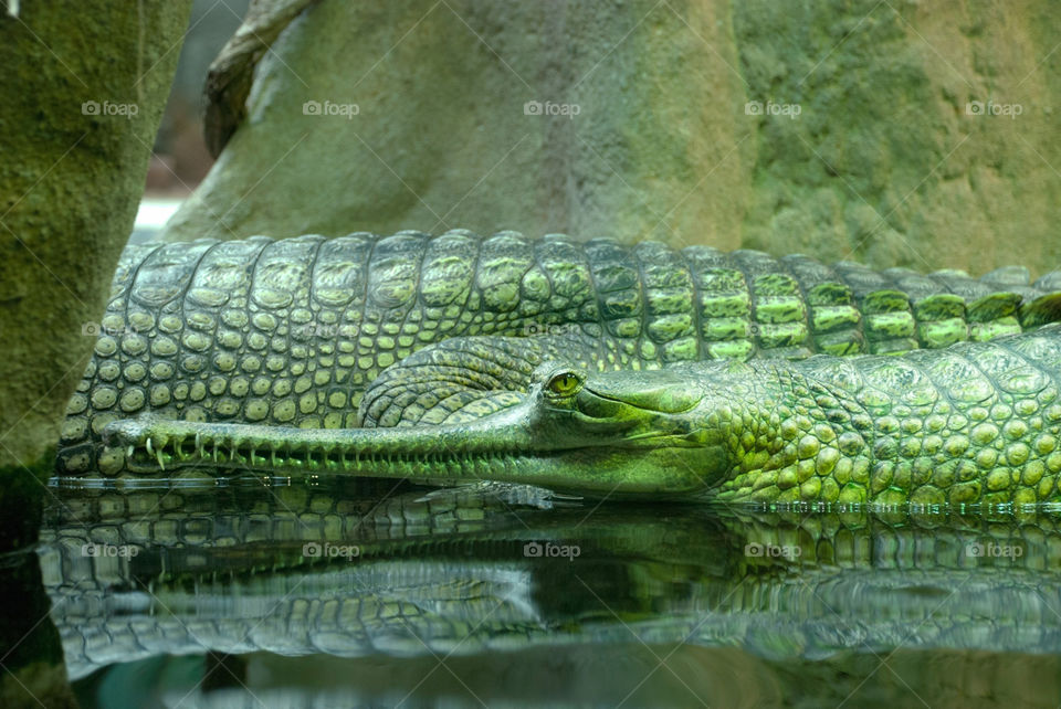 crocodile