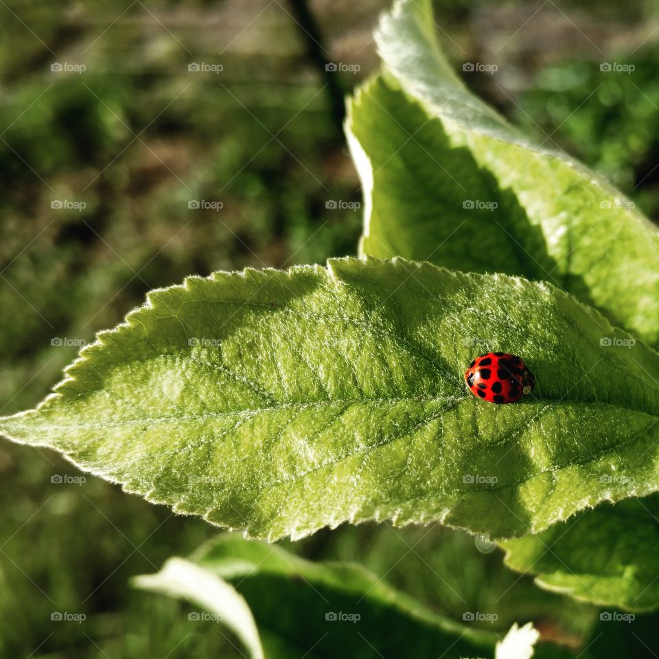 bright red lady bug with black spots on green Dorset apple leaf.