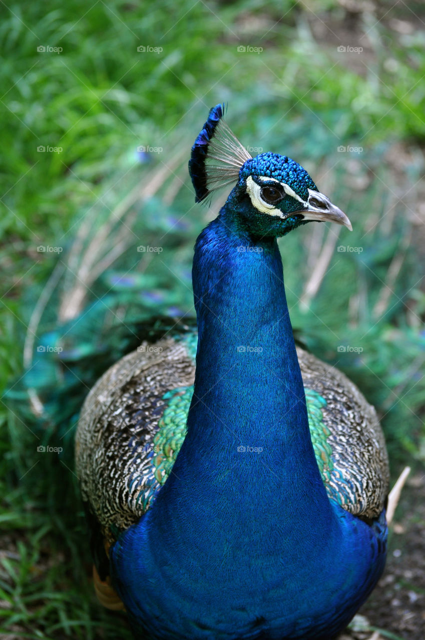 outdoors colors animal usa by refocusphoto