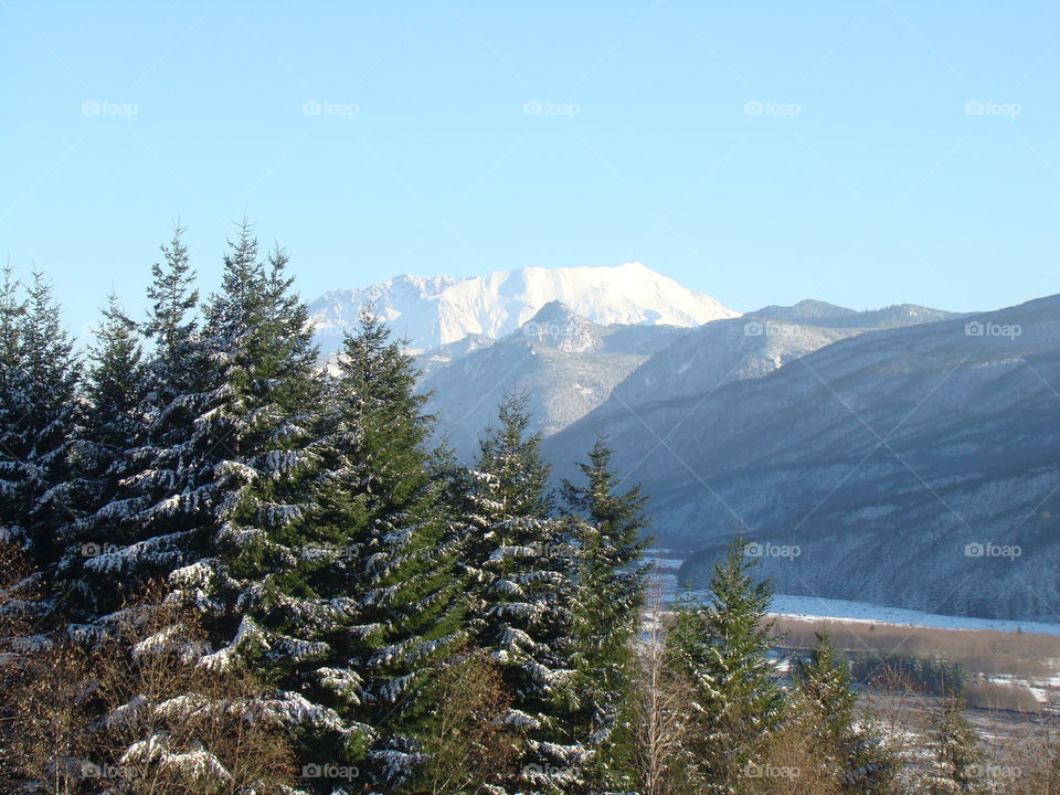 Trees and mountain in winter