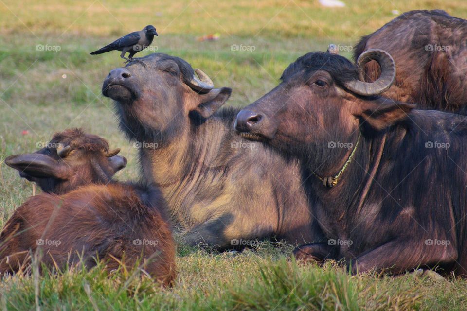 Majestic Partnership