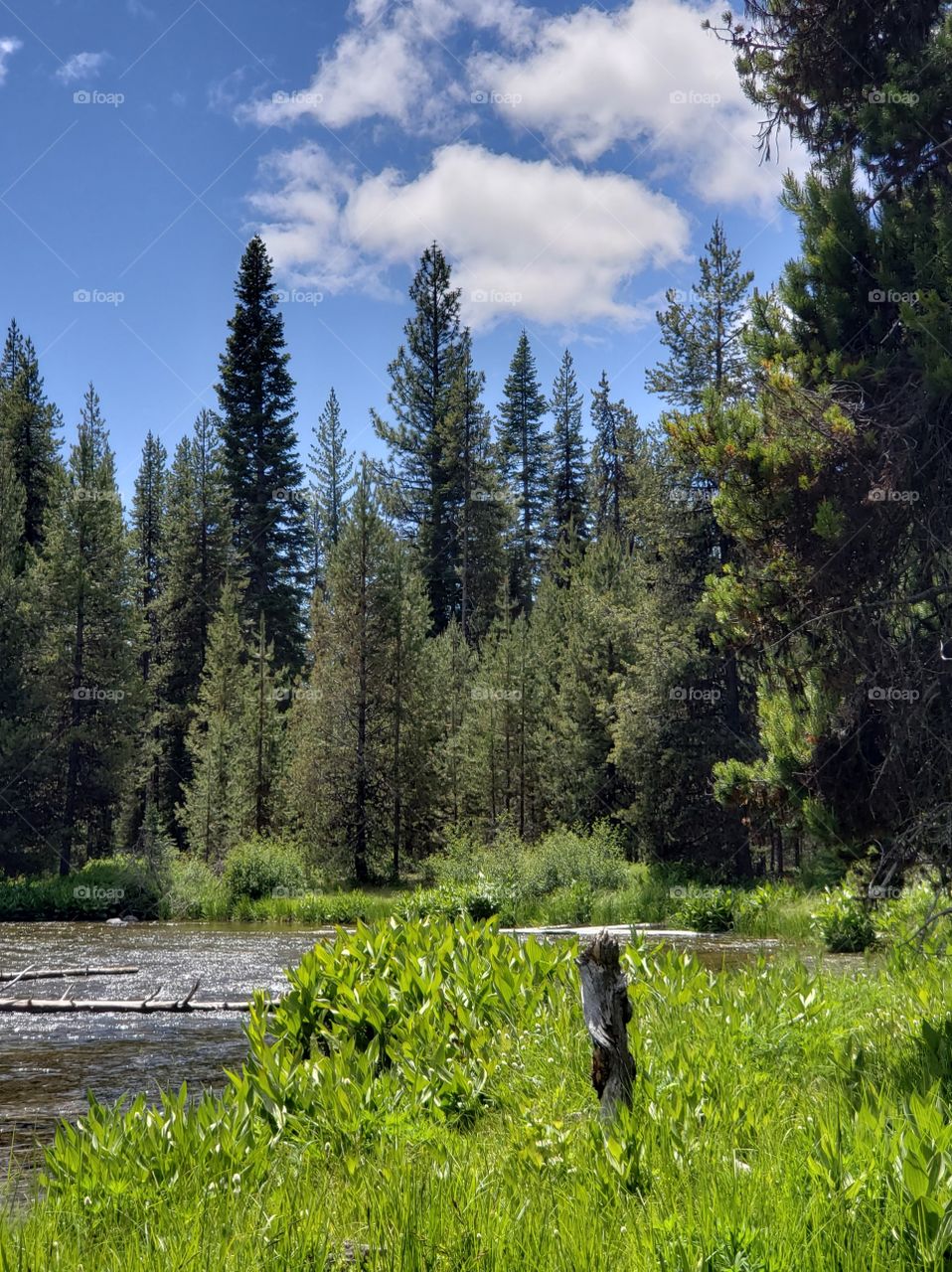 The Deschutes River flows through it's lush green banks in the beautiful forest on a sunny summer day with a bright blue sky and fluffy white clouds in Central Oregon.
