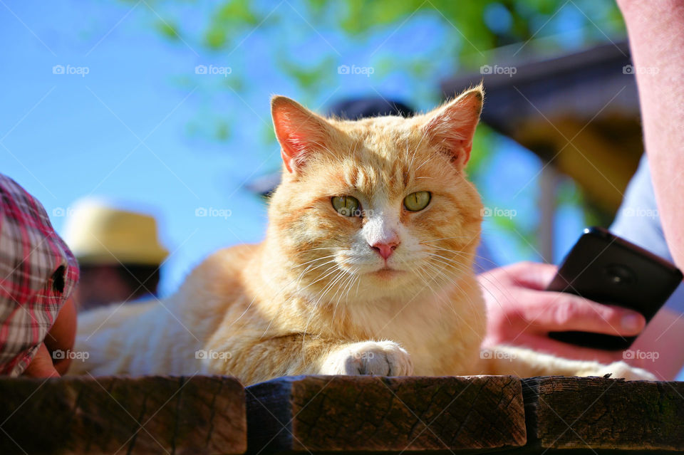 Close up shot of a cat 