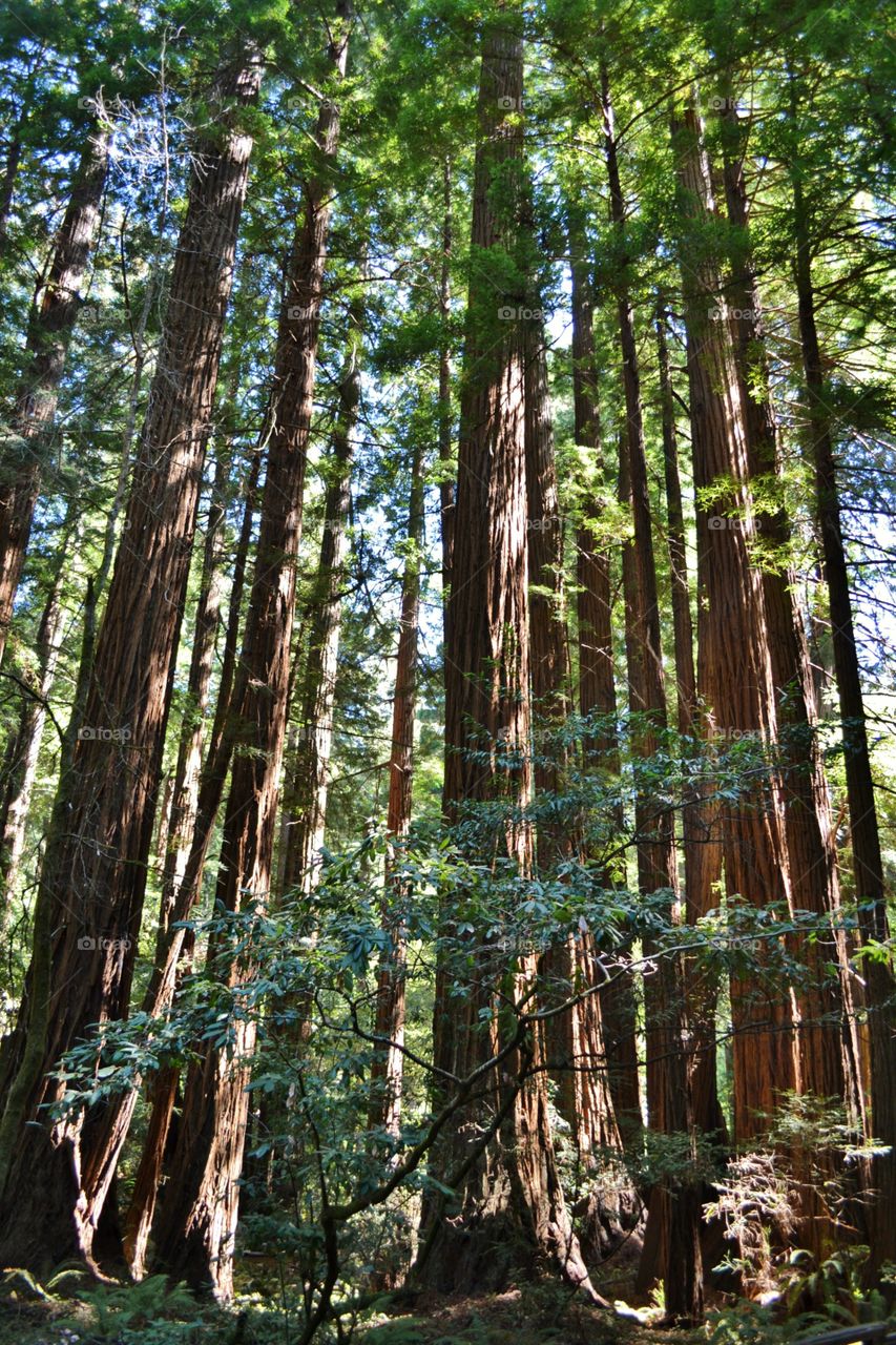 Redwood Forest 

